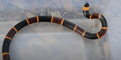 Myrtle Beach snake